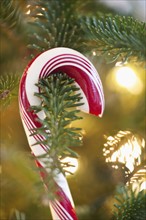 Close-up of candy cane hanging on christmas tree, studio shot.