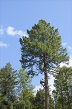 USA, Montana, Lakeside, low angle view of lumberjack clambering tree. Photo : Noah Clayton
