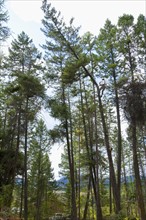 USA, Montana, Lakeside, low angle view of lumberjack clambering tree. Photo : Noah Clayton