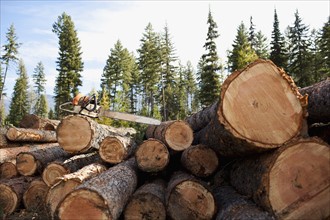 USA, Montana, electric saw on stack of logs. Photo : Noah Clayton