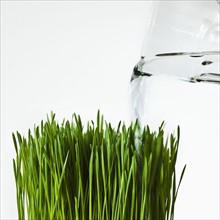 Close up of blade of grass being watered.