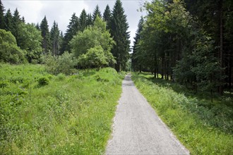 Germany, Thuringia, path in forest. Photo : Johannes Kroemer