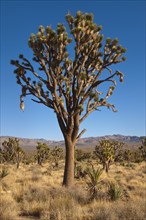 USA, California, Mojave Desert, Joshua Tree. Photo : Gary Weathers