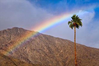 USA, California, Palm Springs, rainbow over palm tree. Photo : Gary Weathers