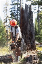 USA, Montana, Lakeside, lumberjack felling tree. Photo : Noah Clayton