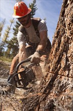 USA, Montana, Lakeside, lumberjack felling tree. Photo : Noah Clayton