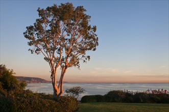 USA, California, Laguna Beach, tree at sunset. Photo : Gary Weathers
