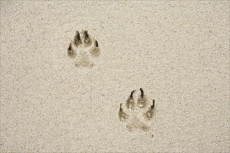 Dog's track on sand. Photo : Chris Hackett