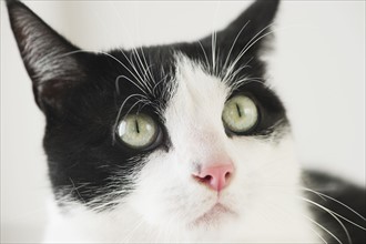 Close-up of cat.