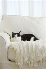 Cat on chair.