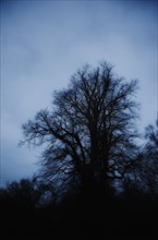 United Kingdom, Bristol, silhouette of tree at dusk.