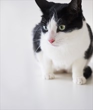 Studio shot of black and white cat. Photo : Daniel Grill