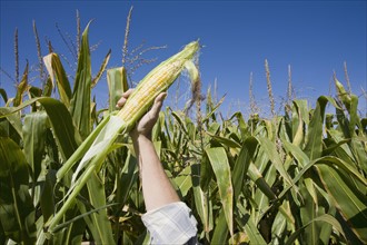 USA, New Jersey, woman's hand holding corn on field. Photo : Chris Hackett