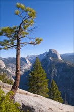 USA, California, pine trees in Yosemite Valley. Photo : Gary Weathers