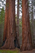 USA, California, close up of Sequoias. Photo : Gary Weathers