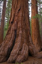 USA, California, close up of Sequoias. Photo : Gary Weathers