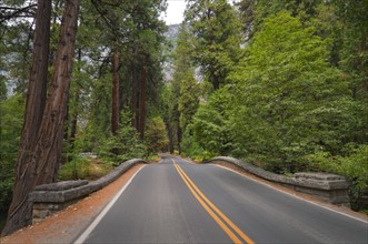 USA, California, road in forest. Photo : Gary Weathers