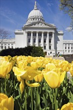 Yellow tulips outside State Capitol building . Photo : Henryk Sadura