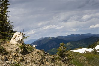 USA, Montana, Bob Marshall Wilderness, Mountain goat lying down . Photo : Noah Clayton