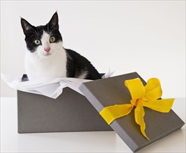 Studio shot of black and white cat in gift box. Photo : Daniel Grill
