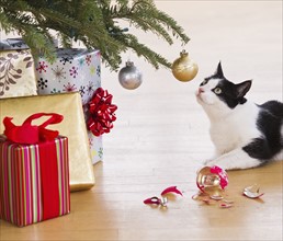 Cat breaking Christmas ornaments. Photo : Daniel Grill