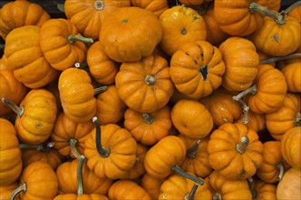 Pile of pumpkins.