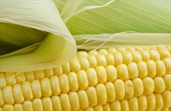 Close up of corn.