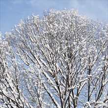 USA, New York, New York City, tree branches covered with snow against blue sky.