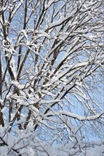 USA, New York, New York City, tree branches covered with snow against blue sky.