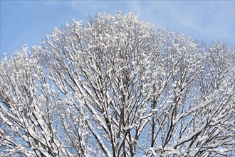 USA, New York, New York City, tree branches covered with snow against blue sky.