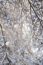 USA, New York, New York City, tree branches covered with snow.