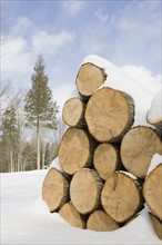 USA, New Jersey, Stack of timber in winter scenery. Photo : Chris Hackett