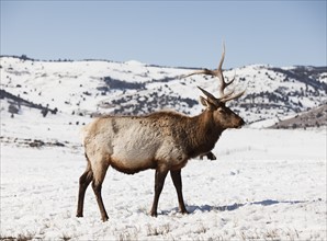 USA, Utah, Logan, Deer in winter scenery. Photo: Mike Kemp