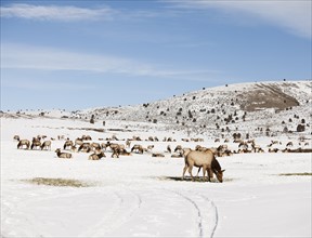 USA, Utah, Logan, Herd of wild horses. Photo : Mike Kemp