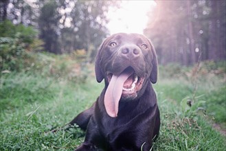 UK, Suffolk, Thetford Forest, Dog panting on grass. Photo : Justin Paget