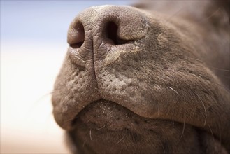 Close-up of chocolate labrador nose. Photo : Justin Paget