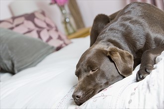 Chocolate labrador sleeping on bed. Photo : Justin Paget