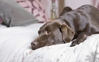 Chocolate labrador lying on bed. Photo : Justin Paget