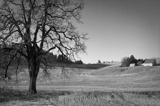 USA, Oregon, Oak and wheat field. Photo: Gary Weathers