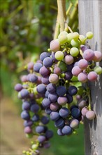 USA, Vermont, Woodstock, Bunch of unripe grapes. Photo : Antonio M. Rosario