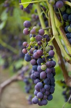 USA, Vermont, Woodstock, Bunch of unripe grapes. Photo: Antonio M. Rosario