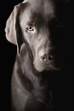 Studio portrait of Chocolate Labrador. Photo : Justin Paget