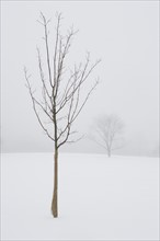USA, New Jersey, Lonely tree in winter scenery. Photo: Chris Hackett