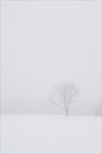USA, New Jersey, Lonely tree in winter scenery. Photo : Chris Hackett