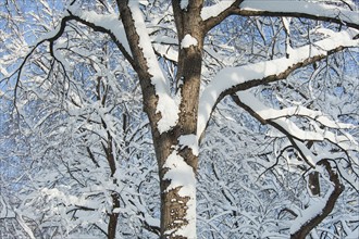 USA, New York, New York City, trees covered with snow against blue sky.