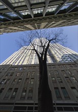 USA, New York, New York City, low angle view of tree among skyscrapers.