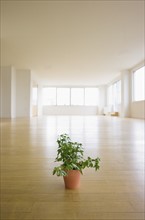 Potted plant in empty apartment.