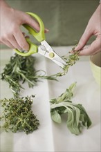Woman cutting sprouts with scissors.