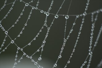 Extreme close-up of spider web with dew. Photo : Kristin Lee