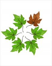 Green leaves with one brown on white background. Photo : David Arky